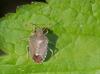 Peribalus strictus vernalis
